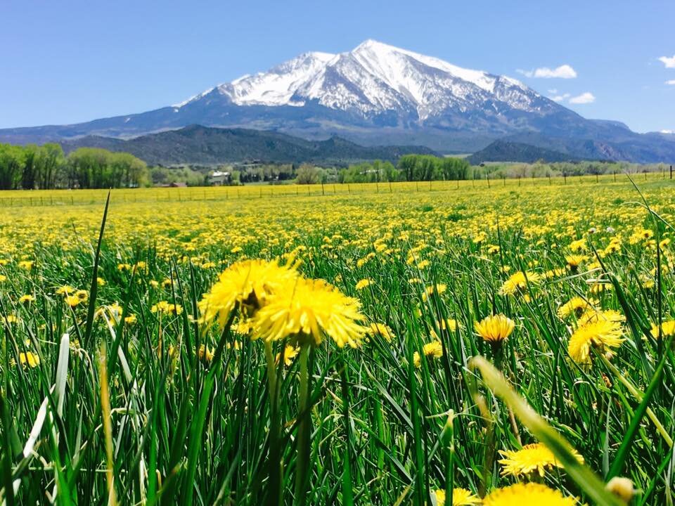 Vibrant field of yellow dandelions in the foreground with a majestic snow-capped mountain in the background under a clear blue sky, showcasing the beauty of nature in springtime.